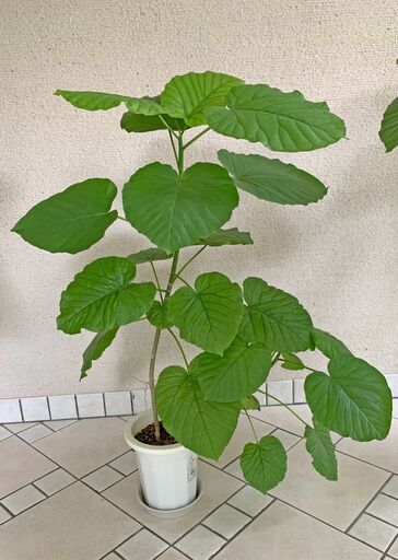 観葉植物（ウンベラータ）100cm ②