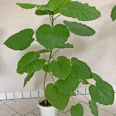 観葉植物（ウンベラータ）100cm ②