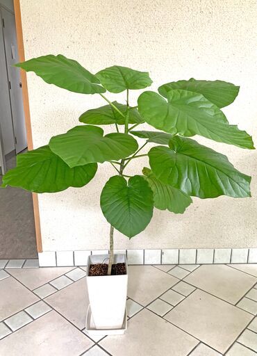 観葉植物（ウンベラータ）100cm ③