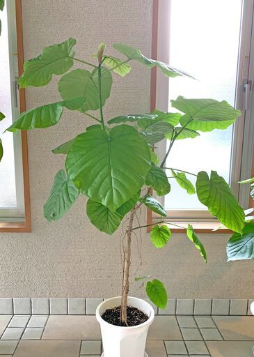 観葉植物（ウンベラータ）120cm ①