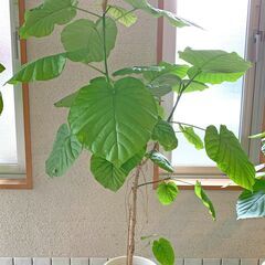 観葉植物（ウンベラータ）120cm ①