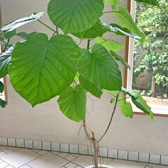 観葉植物（ウンベラータ）120cm ②