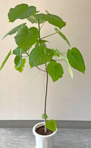 観葉植物（ウンベラータ）120cm ③