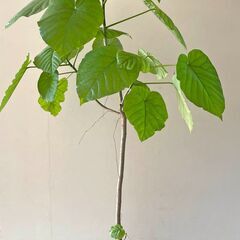 観葉植物（ウンベラータ）120cm ③