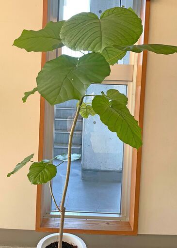 観葉植物（ウンベラータ）120cm ④