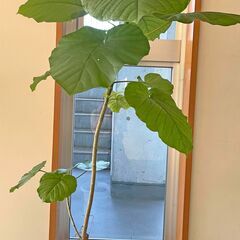 観葉植物（ウンベラータ）120cm ④