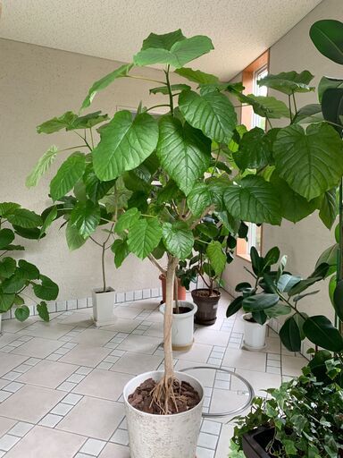 観葉植物（ウンベラータ）160cm