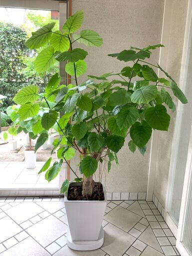 観葉植物（ウンベラータ）165cm