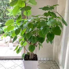 観葉植物（ウンベラータ）165cm