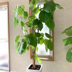 観葉植物（ウンベラータ）190cm