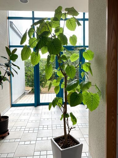 観葉植物（ウンベラータ）195cm