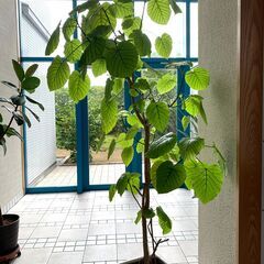 観葉植物（ウンベラータ）195cm