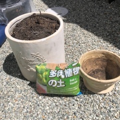 植木鉢2個　土付き