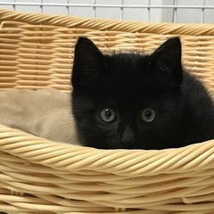 急募　可愛い黒猫ちゃん💕検査済み　決まりました