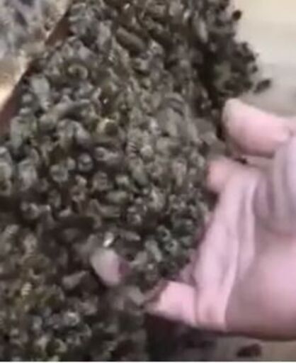 ・スムシで廃棄する蜜蝋・日本蜜蜂・西洋蜜蜂を買い取ります・