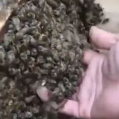 ・スムシで廃棄する蜜蝋・日本蜜蜂・西洋蜜蜂を買い取ります・