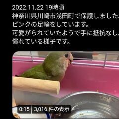 神奈川でピンク足環のコザクラインコ保護されたそうです