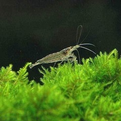 ミナミマヌエビ　7匹　水槽の苔取り！