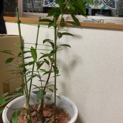 【無料で差し上げます】伸びすぎた多幸の木　ガジュマル　鉢植え