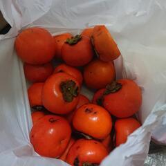 【無料】無農薬の甘柿