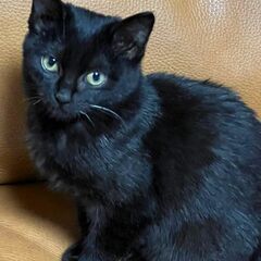 幸運を呼ぶ黒猫＆かぎしっぽ🐈‍⬛♡のかわいい女の子♀　バジル　生後約3ヶ月 − 北海道