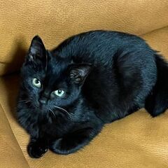 幸運を呼ぶ黒猫＆かぎしっぽ🐈‍⬛♡のかわいい女の子♀　バジル　生後約3ヶ月 - 猫