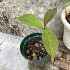 サガリバナの中古が安い 激安で譲ります 無料であげます ジモティー