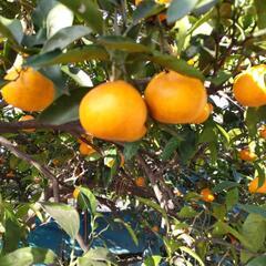 みかん、柚子の収穫体験2 の画像