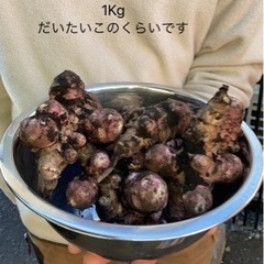 無農薬無化学肥料の菊芋　1Kg〜