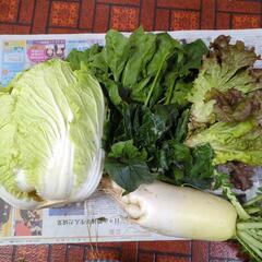 白菜と大根と野菜