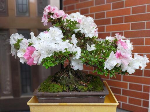 盆栽  皐月 サツキ 華宝   樹齢50年ぐらい  訳あり
