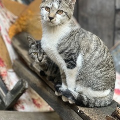 5ヶ月頃の子猫達🐈🐾まだ募集しております - 札幌市