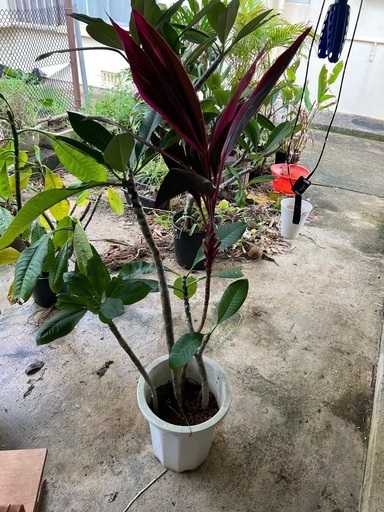 プルメリア　大〜中
