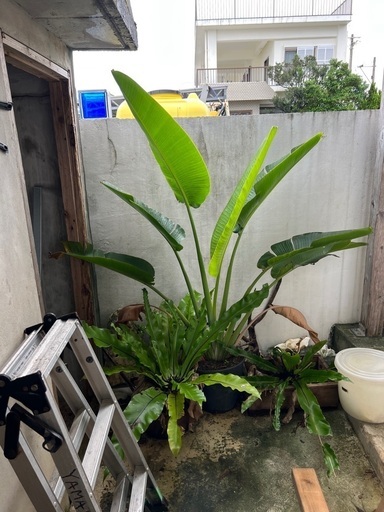 おうぎばしょう