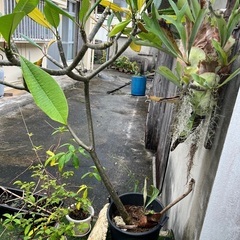 大きなプルメリアの苗