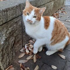 【相談中】子猫みたいにちっちゃくて足が短い甘えん坊の男の子です！