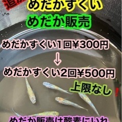 めだか販売& すくい　11月27日(日)