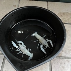 ザリガニの中古が安い 激安で譲ります 無料であげます 5ページ目 ジモティー