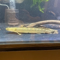 ワイルド ビキールsp river niger産 30cm ナイジェリアsp ビキール