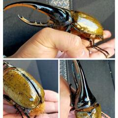 決まりました。ヘラクレス、オオクワガタ、ニジイロクワガタ、産卵セット等まとめ売り。パネルヒーター、サーモスタット、温度計付。