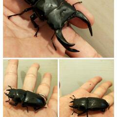 決まりました。ヘラクレス、オオクワガタ、ニジイロクワガタ、産卵セット等まとめ売り。パネルヒーター、サーモスタット、温度計付。