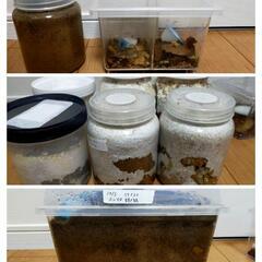 決まりました。ヘラクレス、オオクワガタ、ニジイロクワガタ、産卵セット等まとめ売り。パネルヒーター、サーモスタット、温度計付。