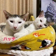 外国籍の飼い主に置き去りされた猫ちゃん達