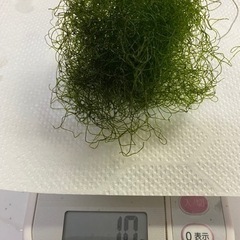 海藻　ホソジュズモ　10g