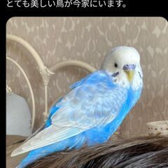 兵庫、神戸で水色セキセイインコ保護されています - 神戸市