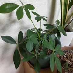 観葉植物