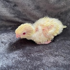 サザナミインコ　小動物