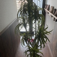 観葉植物フェイク