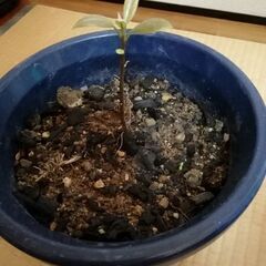 アボカド苗木になります。