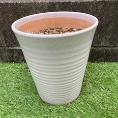 胡蝶蘭の鉢